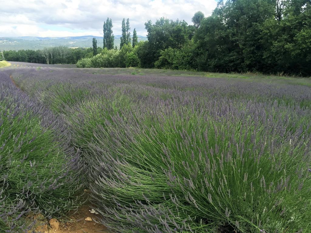Roussillon en Isere ル チャント デュ クール Bed & Breakfast エクステリア 写真